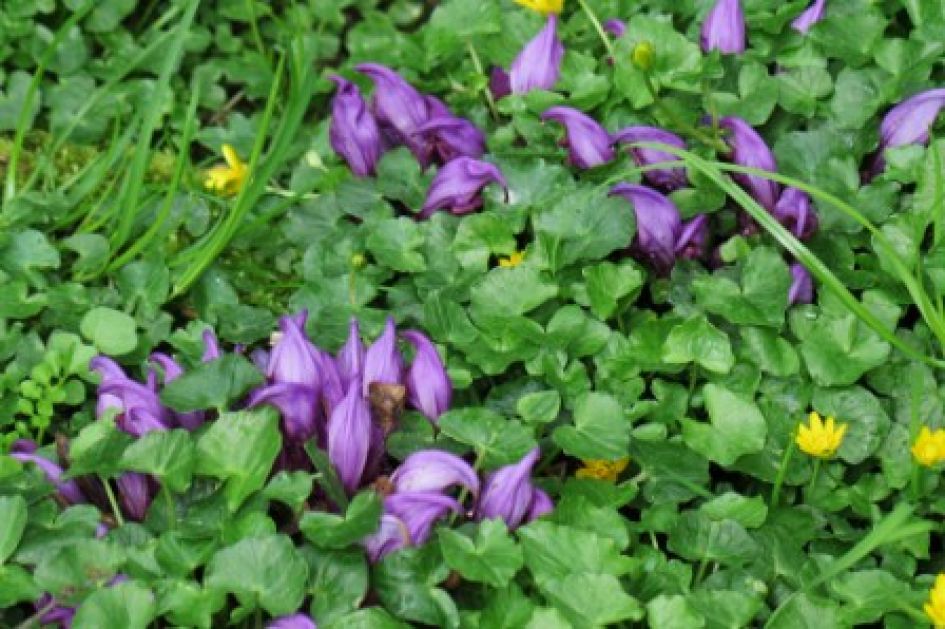paarse planten soms in klustertjes